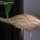 Illustration for article titled My first night-blooming cereus experience! (Being deflowered?)